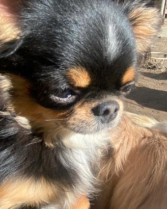 Chihuahua ipertipico tricolore con pedigree enci
