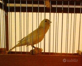 Canarini da canto malinois waterslager