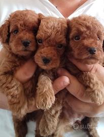 Cuccioli di barboncino Toy Red