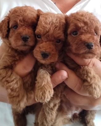 Cuccioli di barboncino Toy Red