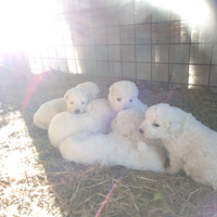 Cuccioli di maremmano