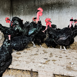 Galline collonudo di Transilvania