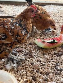 Galline ornamentali nana calzata millefiori