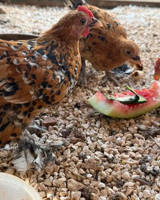 Galline ornamentali nana calzata millefiori