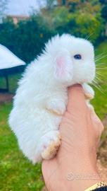 Conigli nani Minilop