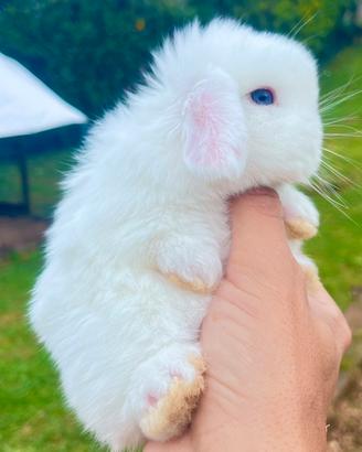 Conigli nani Minilop