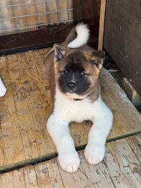 Cuccioli Akita americano