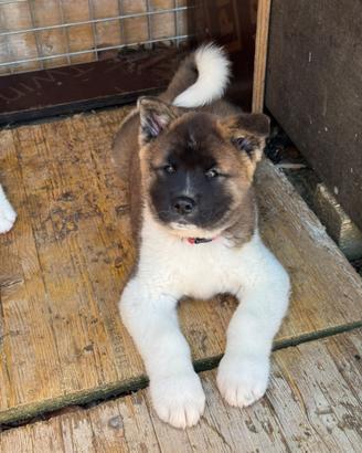 Cuccioli Akita americano