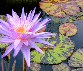 piante Acquatiche per laghetti 