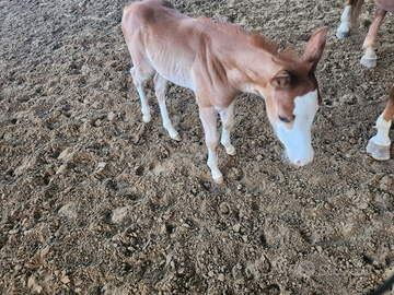 Puledro quarter horse