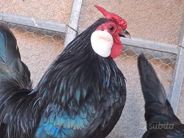 Trio galline Bantham