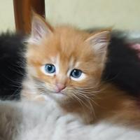 Gattino rosso pelo lungo