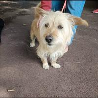 Chicco taglia piccola