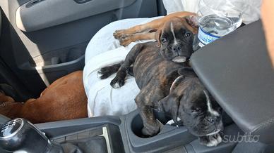 Cuccioli Boxer