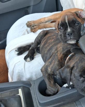 Cuccioli Boxer