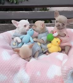 Chihauhua bamboline pagamento soft