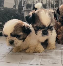 Shih-tzu