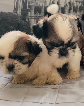 Shih-tzu