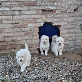 Cuccioli di pastore maremmano