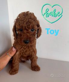 Cuccioli barboncino Toy
