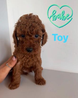 Cuccioli barboncino Toy