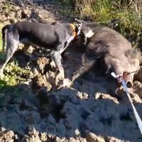 Cane da cinghiale Petit