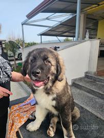 Meraviglioso cucciolo di pastore del caucaso