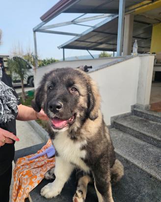 Meraviglioso cucciolo di pastore del caucaso