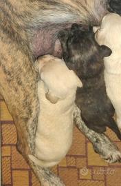 Cuccioli di segugio maremmano