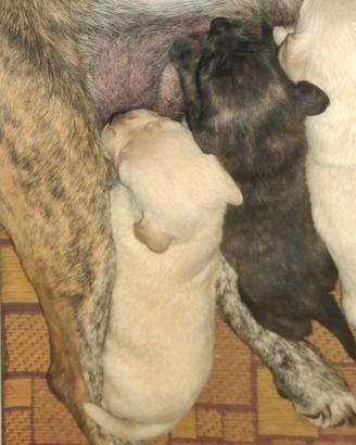 Cuccioli di segugio maremmano