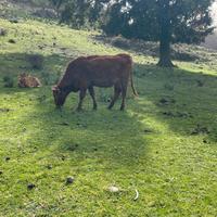 Vendesi n 2 vacche modicane iscritte al lg