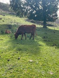 Vendesi n 2 vacche modicane iscritte al lg