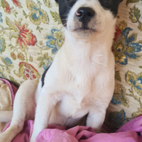 Kira cucciola di 3 mesi ?