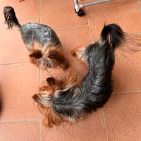 Yorkshire terrier femmina 3ani