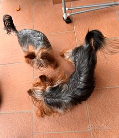 Yorkshire terrier femmina 3ani