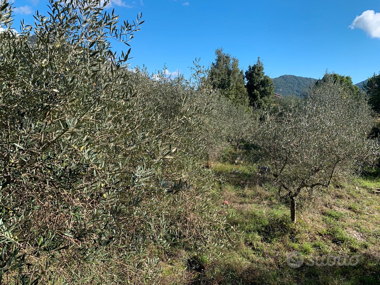 Terreno con piante di olivo e piante da frutta - Vista 3