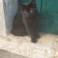 Gattino nero
