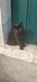 Gattino nero