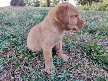 Cucciolo di labrador