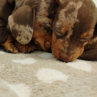 Cuccioli di bassotto arlecchino con pedigree