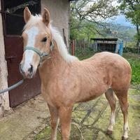 Paint horse
