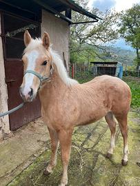 Paint horse