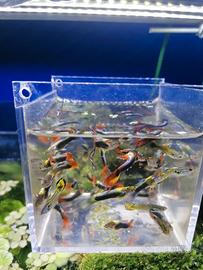 10 guppy solo maschi 8 euro