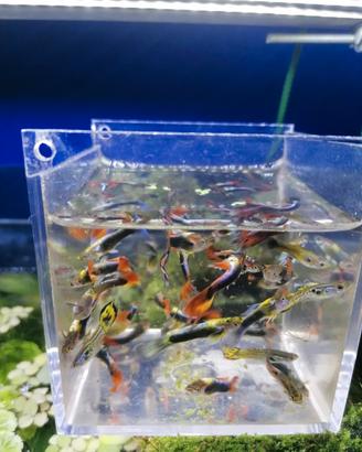 10 guppy solo maschi 8 euro