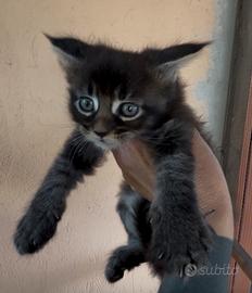 Maine Coon cuccioli 500
