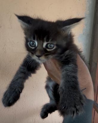 Maine Coon cuccioli 500