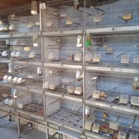 gabbie a batteria borgovit