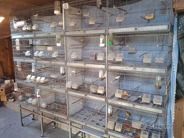 gabbie a batteria borgovit