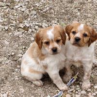 Breton pedigree enci