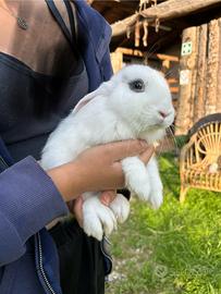 Conigli cuccioli ariete